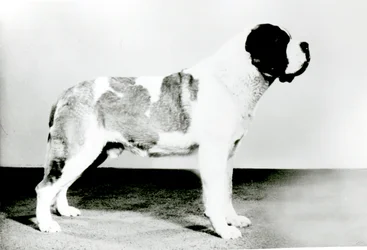 Chien Saint-Bernard